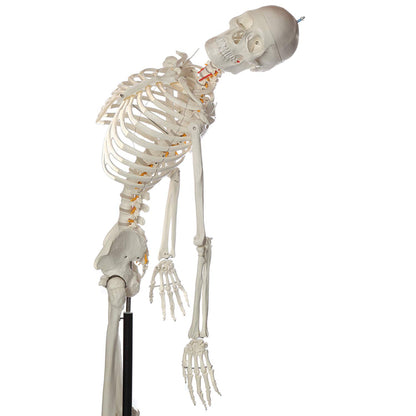 Flexible Life-Size Skeleton Anatomical Model Bundle, 5' 6" Anatomical Skeleton, 206 Bones, Interactive Medical Replica, Includes Adjustable Rolling Stand, Dust Cover, Made by