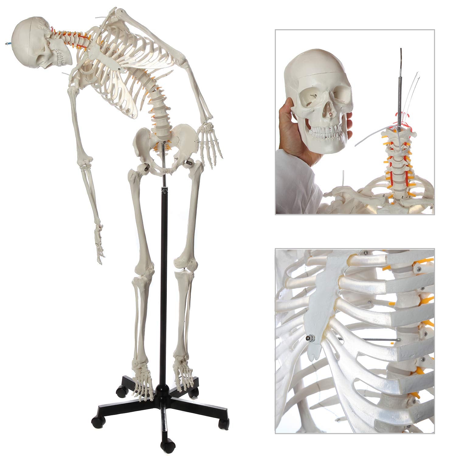 Flexible Life-Size Skeleton Anatomical Model Bundle, 5' 6" Anatomical Skeleton, 206 Bones, Interactive Medical Replica, Includes Adjustable Rolling Stand, Dust Cover, Made by