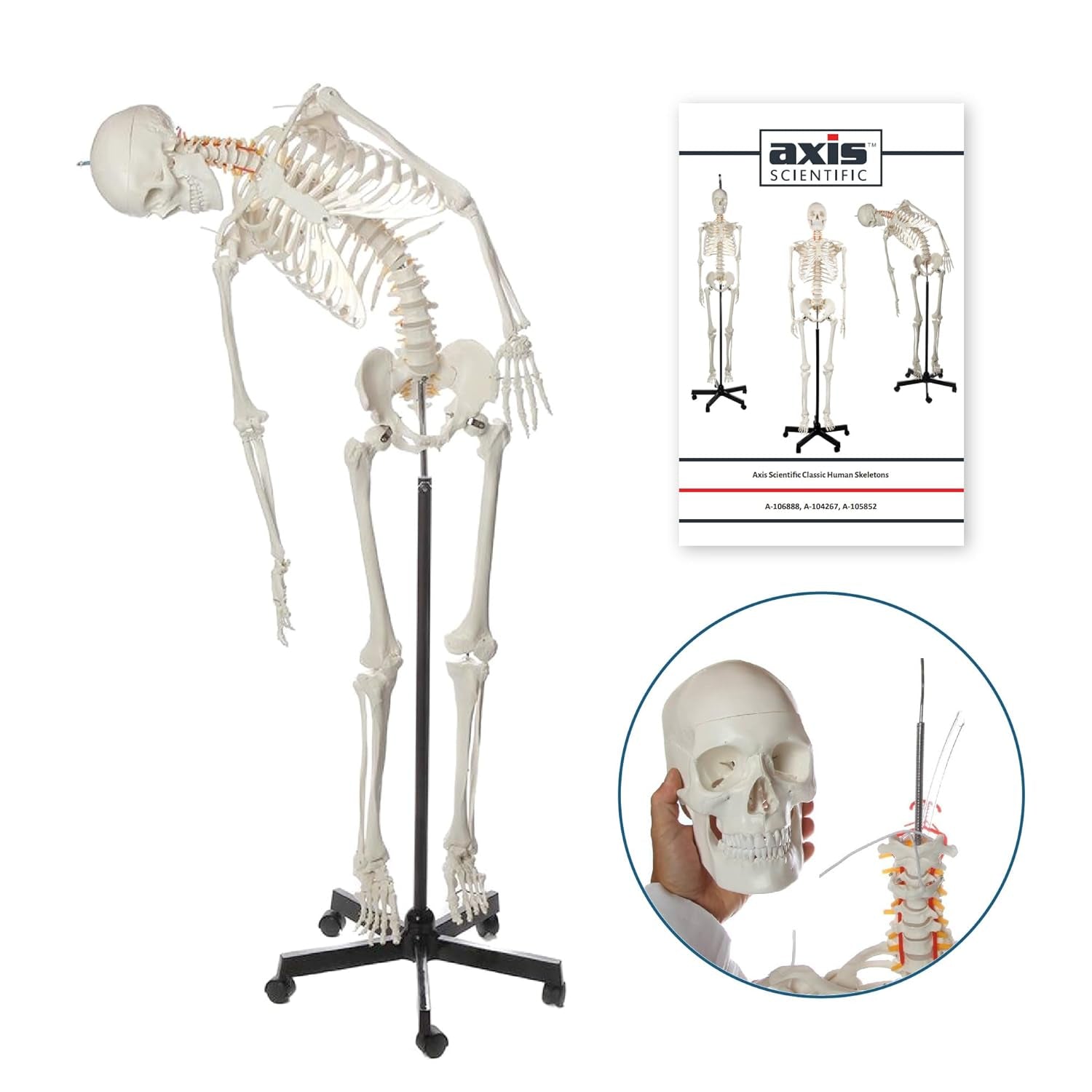 Flexible Life-Size Skeleton Anatomical Model Bundle, 5' 6" Anatomical Skeleton, 206 Bones, Interactive Medical Replica, Includes Adjustable Rolling Stand, Dust Cover, Made by