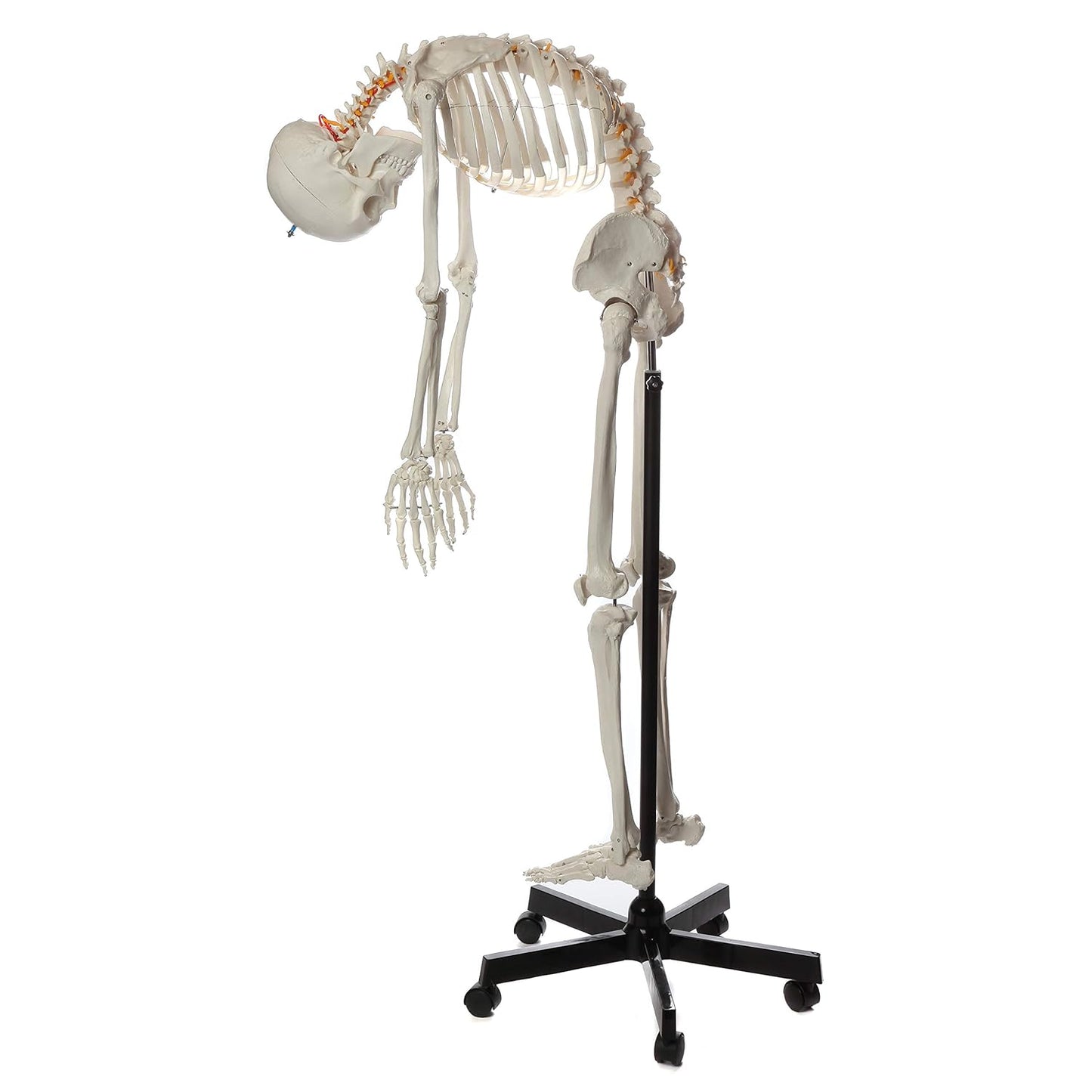 Flexible Life-Size Skeleton Anatomical Model Bundle, 5' 6" Anatomical Skeleton, 206 Bones, Interactive Medical Replica, Includes Adjustable Rolling Stand, Dust Cover, Made by