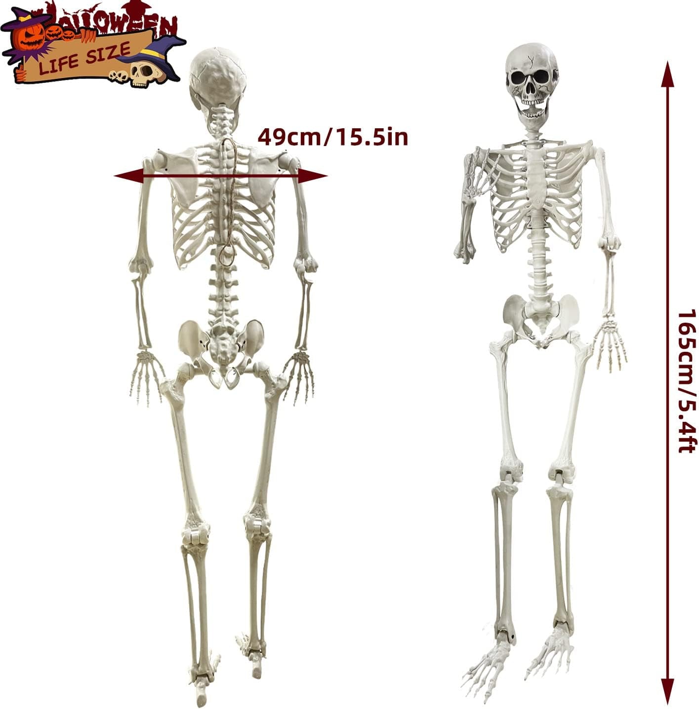 5.4Ft Halloween Life Size Human Skeleton with Movable Joints for Halloween Props Decorations