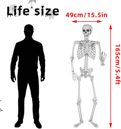 5.4Ft/165Cm Halloween Skeleton Full Body Life Size Human Bones with Movable Joints for Indoor Outdoor Halloween Props Decorations