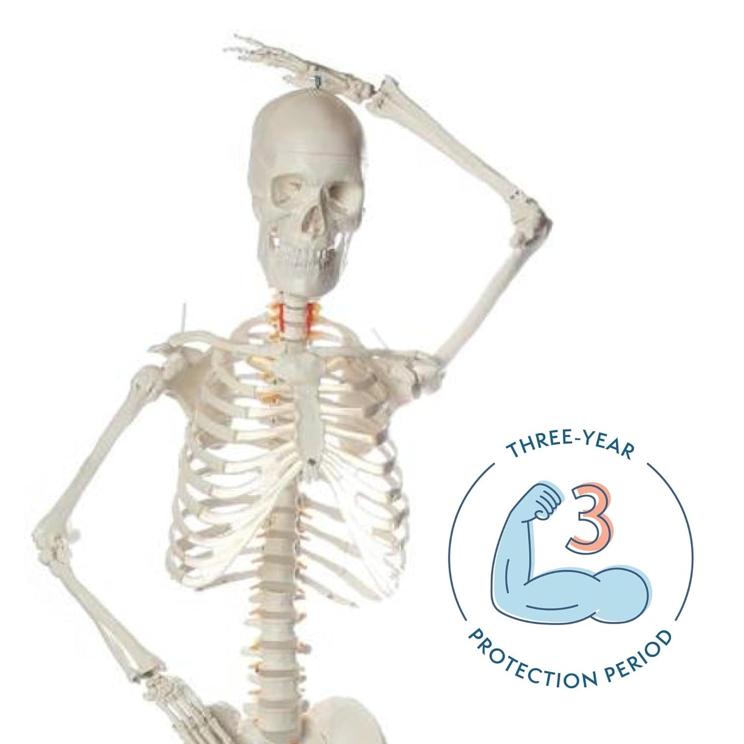 Flexible Life-Size Skeleton Anatomical Model Bundle, 5' 6" Anatomical Skeleton, 206 Bones, Interactive Medical Replica, Includes Adjustable Rolling Stand, Dust Cover, Made by