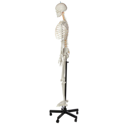 Flexible Life-Size Skeleton Anatomical Model Bundle, 5' 6" Anatomical Skeleton, 206 Bones, Interactive Medical Replica, Includes Adjustable Rolling Stand, Dust Cover, Made by